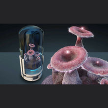 Load image into Gallery viewer, Hab Plant Set - Subscriber Exclusive | Space Foundry Marketplace.